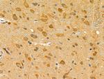 FAAH Antibody in Immunohistochemistry (Paraffin) (IHC (P))