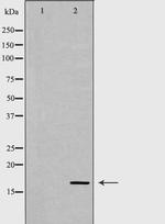 Calmodulin 1/2/3 Polyclonal Antibody