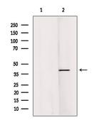 RASSF1 Antibody in Western Blot (WB)