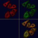 LCN6 Antibody in Immunocytochemistry (ICC/IF)