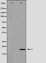 LCN6 Antibody in Western Blot (WB)