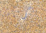SCRN2 Antibody in Immunohistochemistry (Paraffin) (IHC (P))