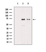 NET1 Polyclonal Antibody
