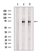 NET1 Antibody in Western Blot (WB)