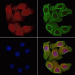 SELENBP1 Polyclonal Antibody