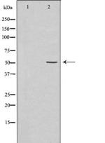 SELENBP1 Antibody in Western Blot (WB)