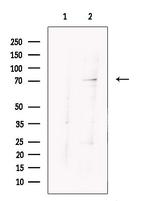 ARHGAP25 Polyclonal Antibody
