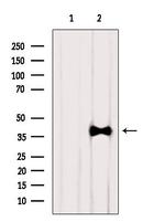 AKR7A2 Antibody in Western Blot (WB)