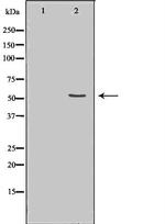 Cdc20 Polyclonal Antibody