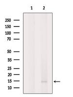 GYPC Antibody in Western Blot (WB)