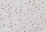 PSMA3 Antibody in Immunohistochemistry (Paraffin) (IHC (P))