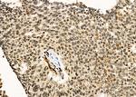 PSMA3 Antibody in Immunohistochemistry (Paraffin) (IHC (P))