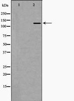 EHMT2 Polyclonal Antibody
