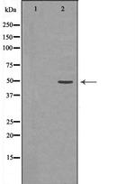 JNK2 Polyclonal Antibody