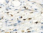 FCGR2A Antibody in Immunohistochemistry (Paraffin) (IHC (P))