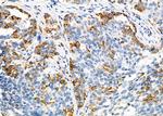 PAH Antibody in Immunohistochemistry (Paraffin) (IHC (P))