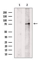 PAH Antibody in Western Blot (WB)