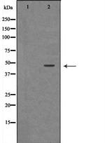 Renin Polyclonal Antibody