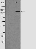 XPG Polyclonal Antibody