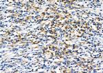 HLA-DRB3 Antibody in Immunohistochemistry (Paraffin) (IHC (P))
