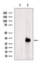 HLA-DRB3 Antibody in Western Blot (WB)