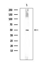 IL23R Polyclonal Antibody