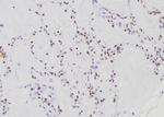 RFC1 Antibody in Immunohistochemistry (Paraffin) (IHC (P))