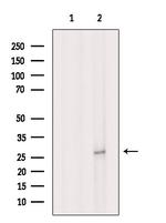 GSTA1 Antibody in Western Blot (WB)
