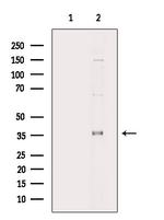 USF1 Antibody in Western Blot (WB)