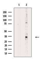 USF1 Antibody in Western Blot (WB)