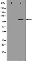 POLH Antibody in Western Blot (WB)