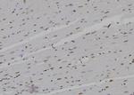 POLR2D Polyclonal Antibody