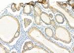 Amphiregulin Polyclonal Antibody