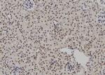 POLR2I Polyclonal Antibody