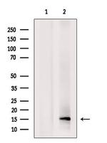 POLR2I Antibody in Western Blot (WB)