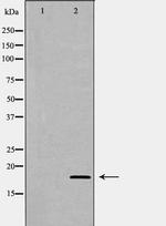 MD-2 Polyclonal Antibody