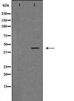 RAD9 Antibody in Western Blot (WB)