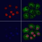 RUVBL2 Polyclonal Antibody