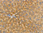 CD204 Polyclonal Antibody