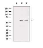 TCP1 Polyclonal Antibody