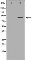 PTPRA Polyclonal Antibody