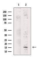 CDA Antibody in Western Blot (WB)