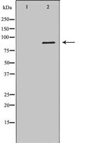 IFI16 Polyclonal Antibody