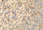 TAF9 Polyclonal Antibody