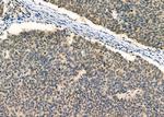 KPNA4 Antibody in Immunohistochemistry (Paraffin) (IHC (P))