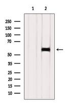 PVRL1 Antibody in Western Blot (WB)