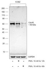 Cdc45L Polyclonal Antibody