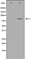 Cyclin T1 Polyclonal Antibody