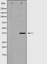 Torsin 1A Antibody in Western Blot (WB)