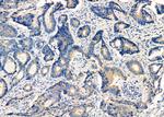 GNA15 Antibody in Immunohistochemistry (Paraffin) (IHC (P))